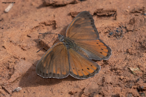 Boisduval's Tree Nymph
