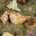Observation photo