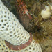 Observation photo