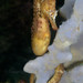 Observation photo