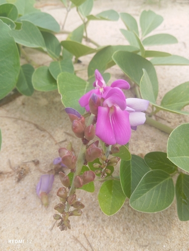 Beach Bean