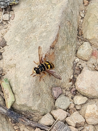Unknown species found near Johnson City, TN 37604, USA
