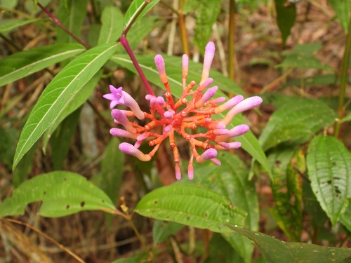 Palicourea marcgravii