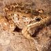 Leptodactylus melanonotus - Photo (c) Paul Maier, όλα τα δικαιώματα διατηρούνται, uploaded by Paul Maier
