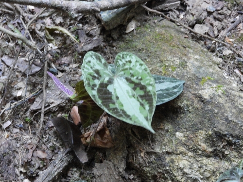 variegated monkey ball vine