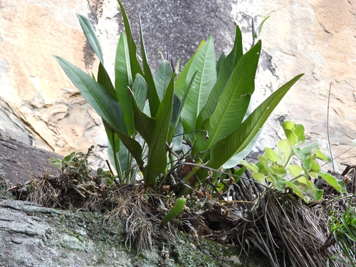 Anthurium coriaceum