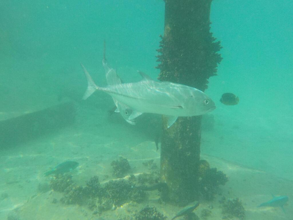 Bigeye Trevally