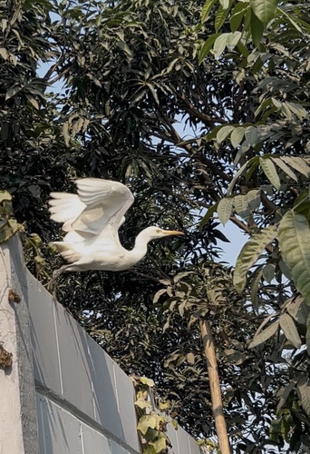 Eastern Cattle-Egret