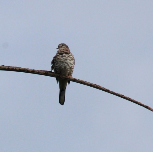 Scaled Dove