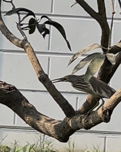 Indian Pond-Heron