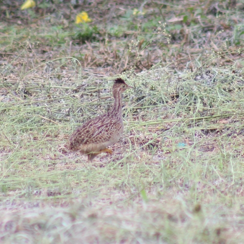 White-bellied Nothura
