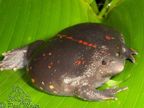 Mexican Burrowing Toad