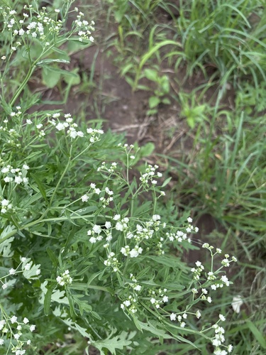 Santa Maria feverfew