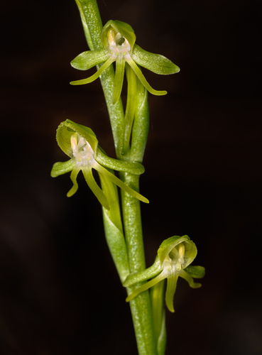 Habenaria tridactylites Lindl.