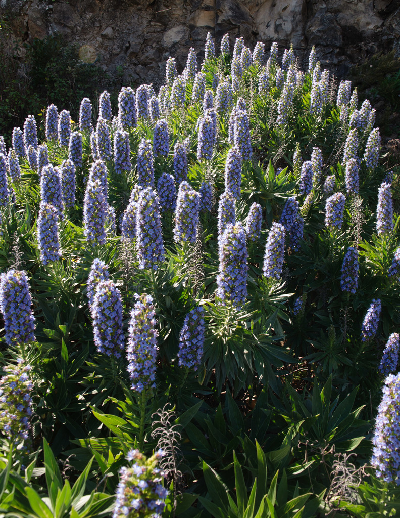 Tajinaste azul de La Gomera