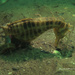 Observation photo