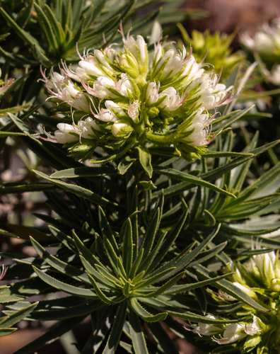Echium aculeatum Poir.