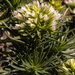 Echium aculeatum - Photo (c) Dieter Scriba, all rights reserved, uploaded by Dieter Scriba