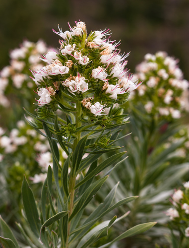 Echium brevirame Sprague & Hutch.