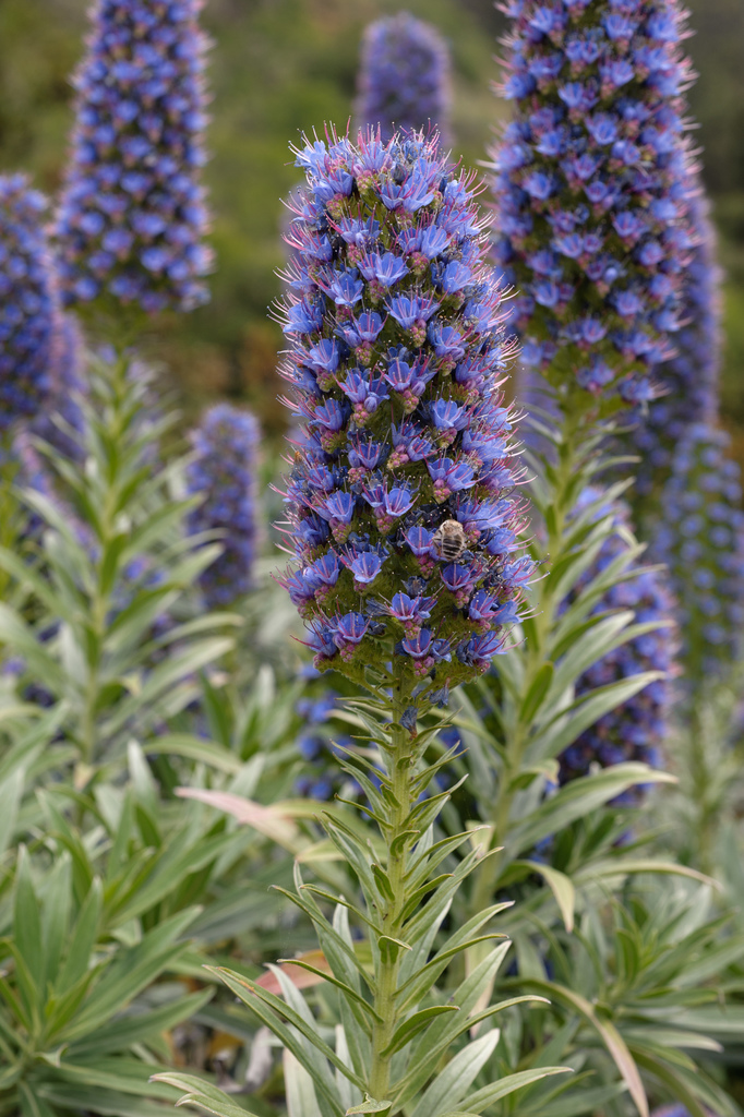 Arrebol azul