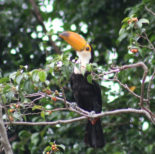 Toco Toucan
