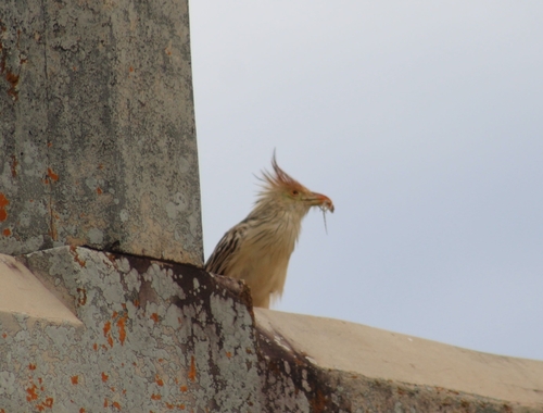 Guira Cuckoo