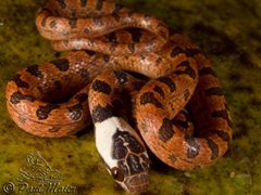 Rhombic Cat-eyed Snake - Photo (c) Paul Maier, all rights reserved