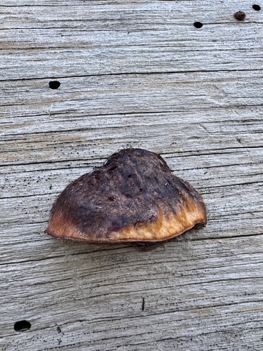 iNaturalist observation photo of Shelf Fungi