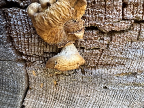iNaturalist observation photo of Fungi Including Lichens