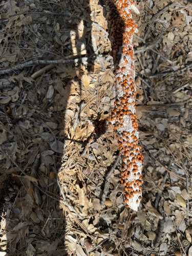 iNaturalist observation photo of Convergent Lady Beetle
