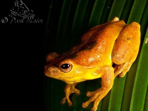 Mahogany Tree Frog