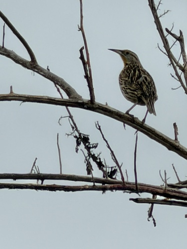 Eastern Meadowlark