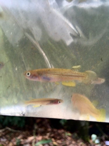 Anablepsoides taeniatus