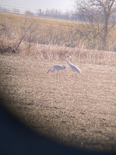 Sandhill Crane