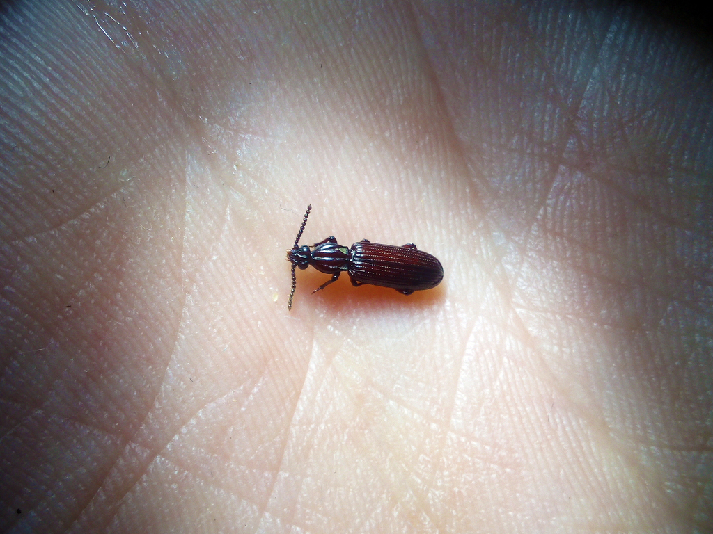 Rhysodes sulcatus from Турочакский р-н, Респ. Алтай, Россия on July 11 ...