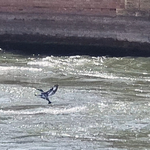 Pied Kingfisher