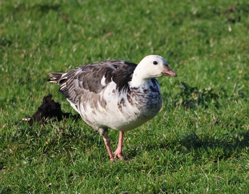 Ross's × Barnacle Goose