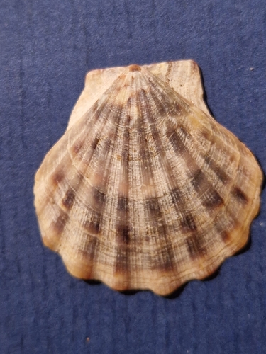 Flexopecten glaber