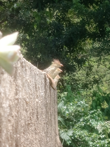Guira Cuckoo