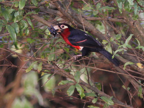 Double-toothed Barbet
