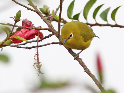 Subspecies Zosterops stuhlmanni toroensis · iNaturalist