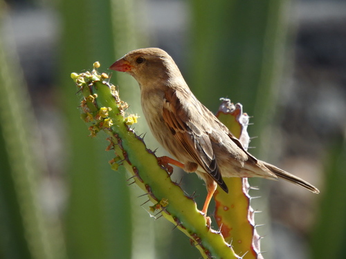 Spanish Sparrow