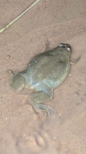 Powers Clawed Frog