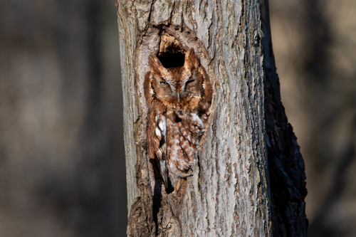 View observation of {o.common_name} on iNaturalist