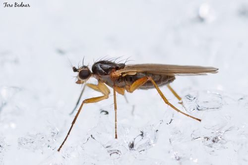 Lonchoptera bifurcata