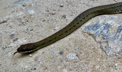 Erythrolamprus williamsi · NaturaLista Colombia