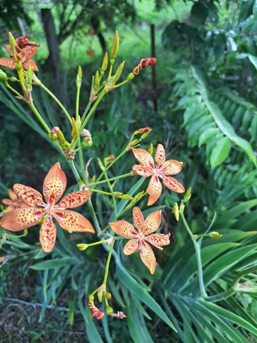 Blackberry Lily