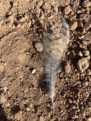 View observation of {o.common_name} on iNaturalist