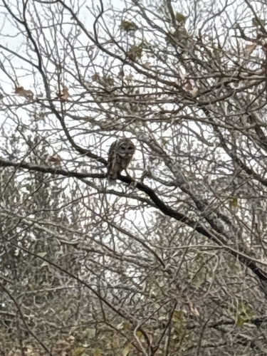 View observation of {o.common_name} on iNaturalist