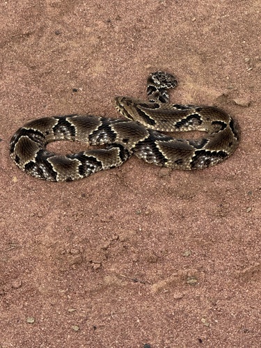 Wagler's Snake